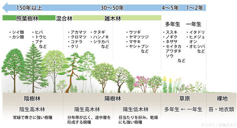 陽樹 陰樹 一覧 生物基礎|陰樹と陽樹の違いと代表的な樹木 